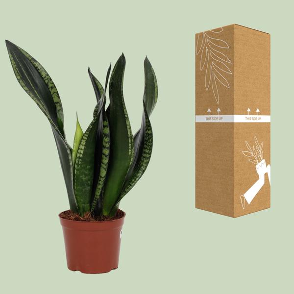 Sansevieria Whitney 12cm - Ø12cm - ↕27cm  BotanicBridge