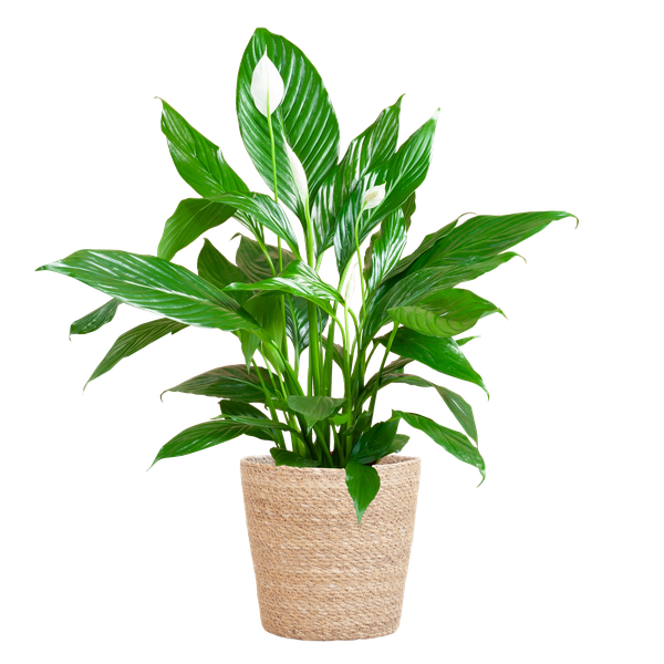 Spathiphyllum met Mand Sofia naturel - 80cm - Ø21  BotanicBridge