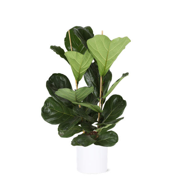 Ficus Lyrata - Ø24cm - ↕120cm in Era WIT pot  BotanicBridge