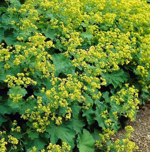 Alchemilla mollis - ↕10-25cm - Ø9cm - 6x  BotanicBridge