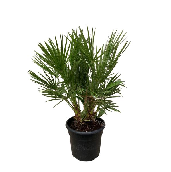 Chamaerops Humilis struik - 100 cm - Ø24cm  BotanicBridge