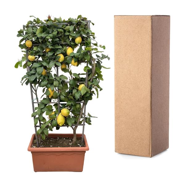 Citrus Lemon op rek - 160cm - ø60  BotanicBridge