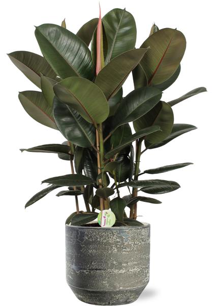 Ficus Robusta - Ø27cm - ↕90cm + Lars Pot D29x26cm - Grijs  BotanicBridge