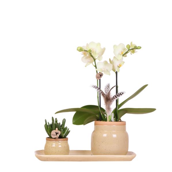 Kolibri Orchids | Groene plant met gele Phalaenopsis orchidee in Vintage khaki sierpotten en bamboe dienblad  BotanicBridge