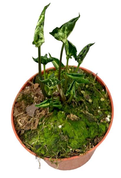 Syngonium Godzilla - Ø10,5cm - ↕15cm  BotanicBridge