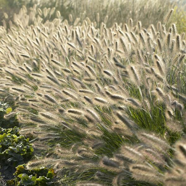 Pennisetum alopecuroides 'Hameln' - ↕10-25cm - Ø9cm - 20x  BotanicBridge