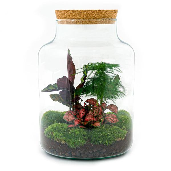 DIY terrarium - Milky - ↕ 30 cm - Rake + Shovel + Tweezer + Scissors  BotanicBridge