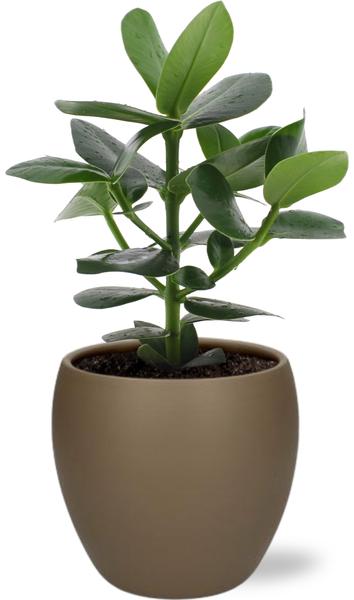 Clusia Rosea Princess - Ø12cm - ↕15cm + Bowl Pot D13/14.5x13cm - Bruin  BotanicBridge