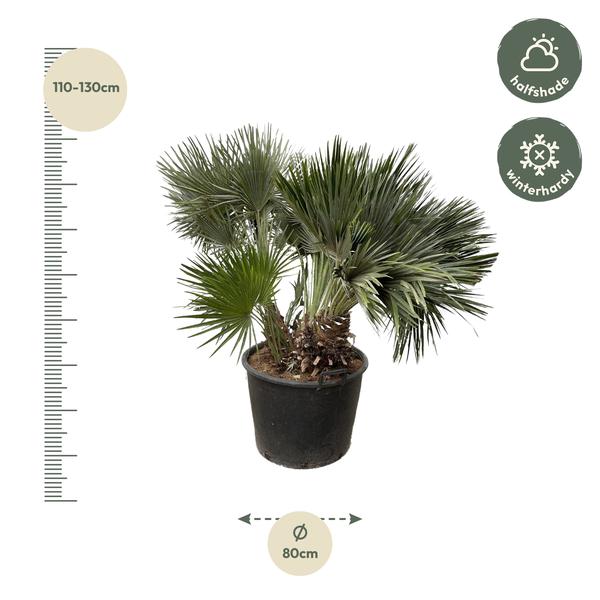 Chamaerops Humilis compact - 120cm - ø80  BotanicBridge