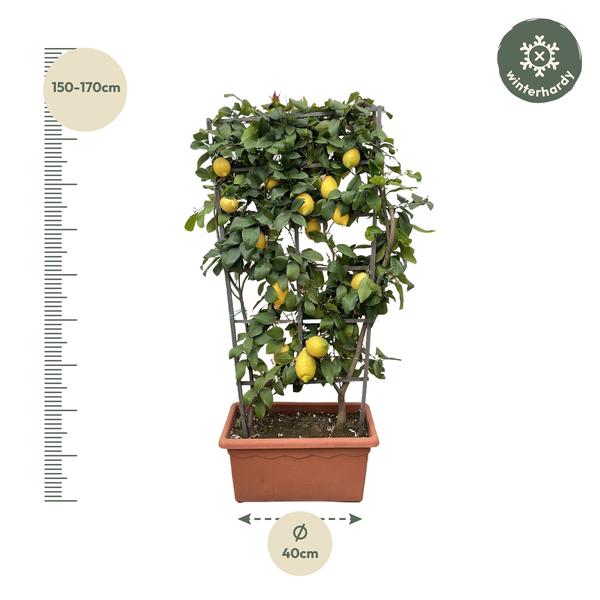 Citrus Lemon op rek - 160cm - ø60  BotanicBridge