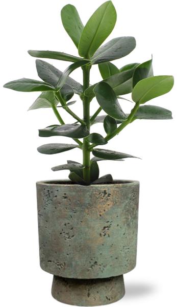 Clusia Rosea Princess - Ø12cm - ↕15cm + Pot Aily D14x18cm - Groen  BotanicBridge