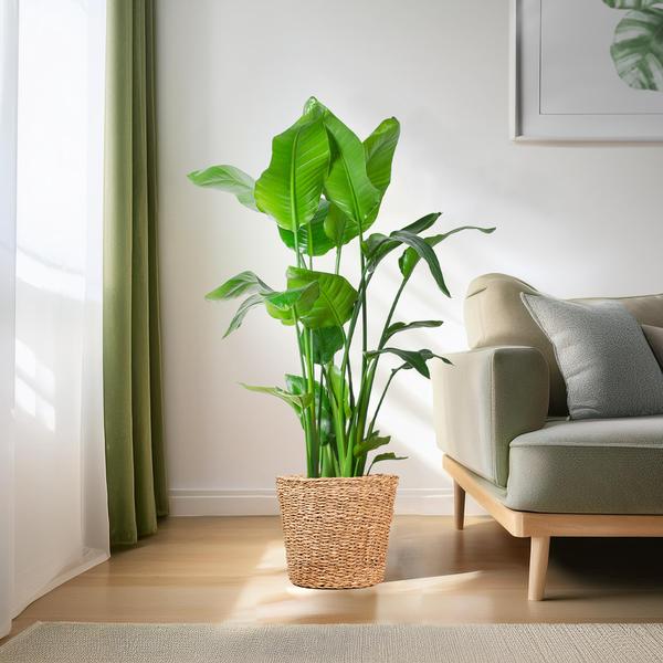 Strelitzia Nicolai XL met Torun mand - 140cm - Ø27  BotanicBridge