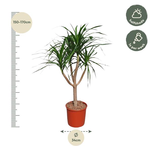 Dracaena Draco vertakt - 160 cm - ø34  BotanicBridge