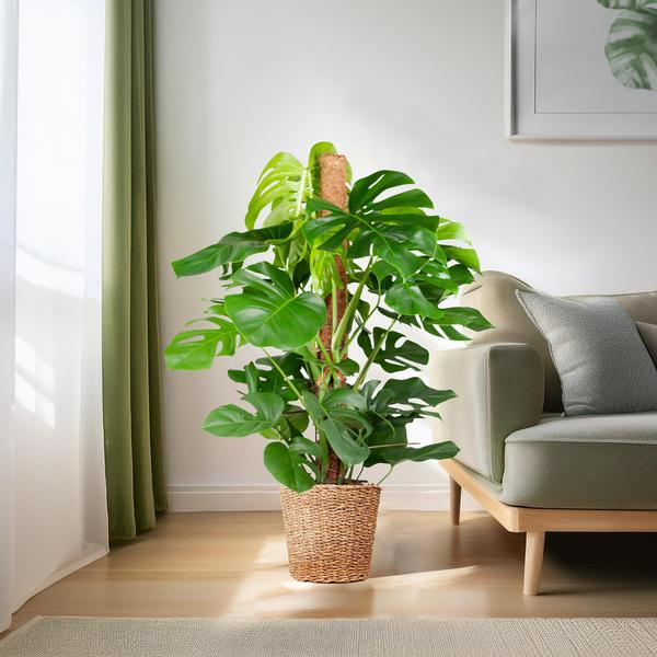 Monstera Deliciosa XL met Torun mand - 120cm - Ø24  BotanicBridge