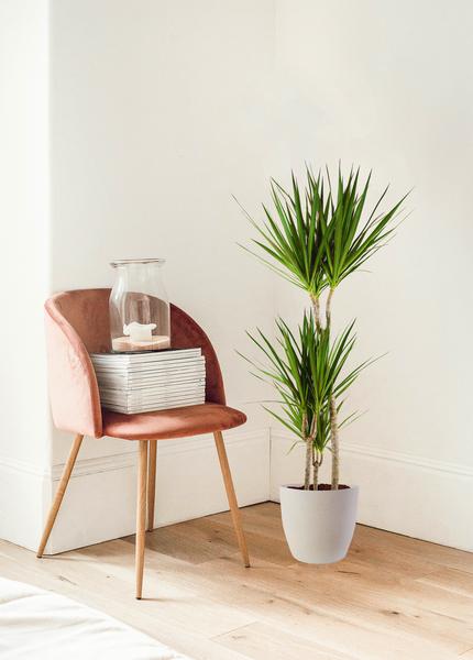 Dracaena Marginata met Viber wit - 95cm - Ø21  BotanicBridge