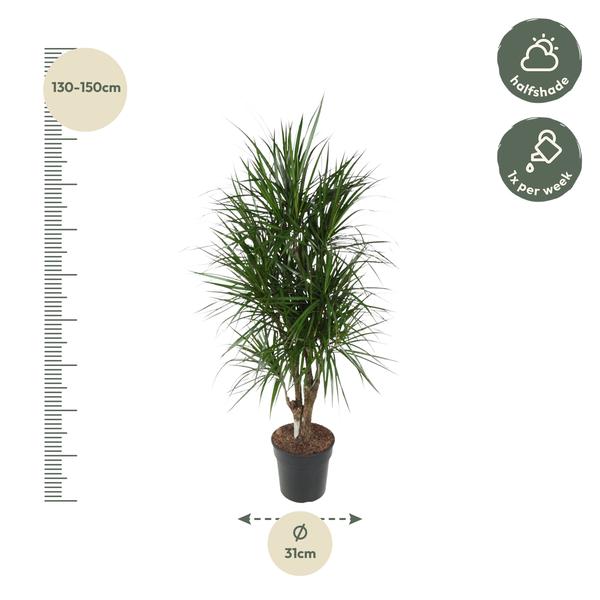 Dracaena Marginata vertakt - 140 cm - ø31  BotanicBridge