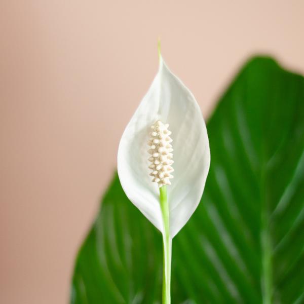 Spathiphyllum met Viber wit - 80cm - Ø21  BotanicBridge