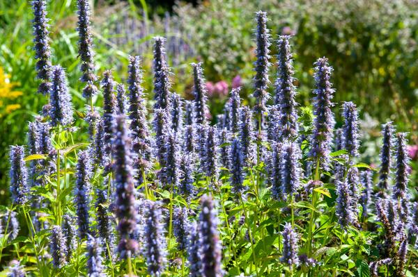 Agastache 'Black Adder' - ↕10-25cm - Ø9cm - 6x  BotanicBridge