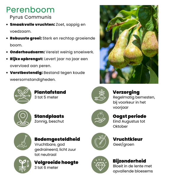 Biologische Fruitbomen set van 4 - Appel, Peer, Kers en Pruim - 4 x Ø 20 cm - ↨ 60 cm  BotanicBridge