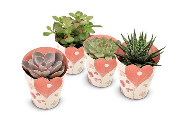 Succulents in Heart Cover - 4 stuks - Ø8,5cm - ↕11cm  BotanicBridge