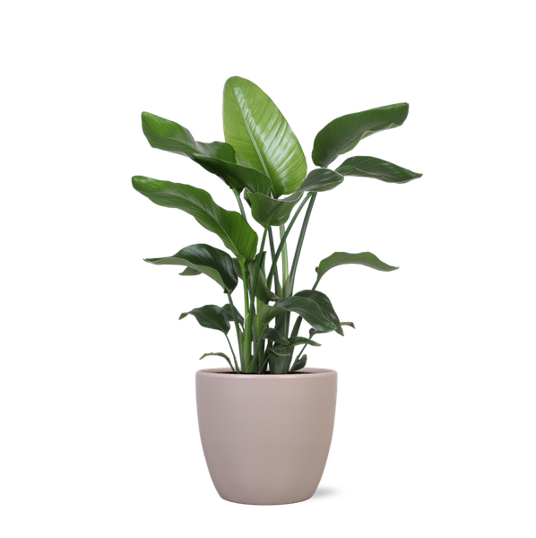 Strelitzia Nicolai - Ø21cm - ↕80cmin Boule TAUPE pot  BotanicBridge