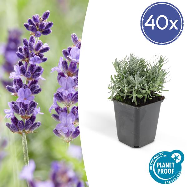 Lavandula 'Hidcote' - ↕10-25cm - Ø9cm - 40x  BotanicBridge