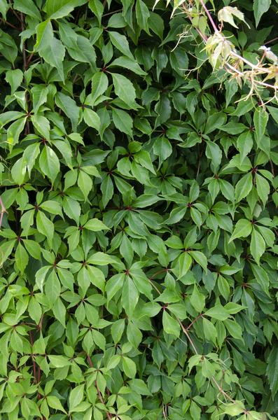 Parthenocissus q. var. 'Engelmannii' - Ø15cm - ↕65cm  BotanicBridge