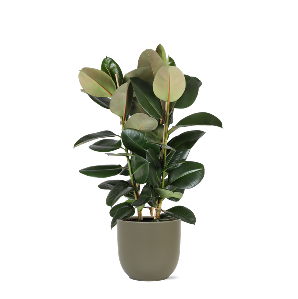 Ficus Elastica Robusta Ø27cm - ↕115cm in Boule OLIJF pot  BotanicBridge