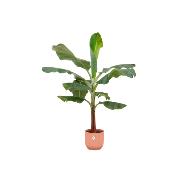 Combi deal - Bananenplant (Musa) inclusief elho Vibes Fold Round roze Ø22 - 120 cm  BotanicBridge