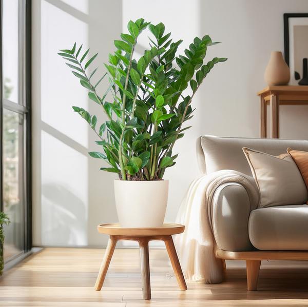 Zamioculcas Zamiifolia met Viber wit - 80cm - Ø21  BotanicBridge