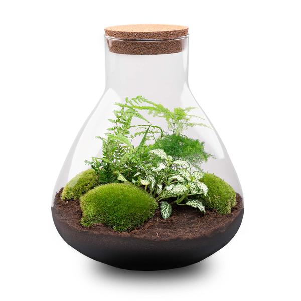 DIY terrarium - Sam XL - ↕ 35 cm - Rake + Shovel + Tweezer + Scissors  BotanicBridge