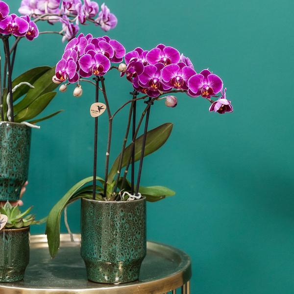 Kolibri Orchids | Paarse phalaenopsis orchidee - Morelia Classy green- potmaat Ø9cm | bloeiende kamerplant - vers van de kweker  BotanicBridge