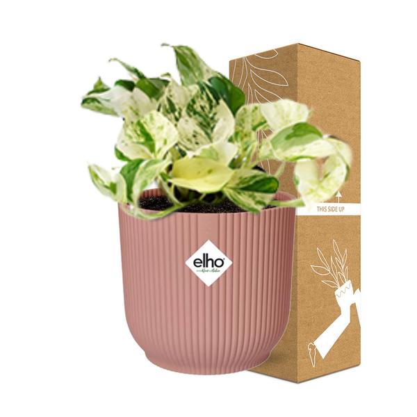 Epipremnum Pinnatum Happy Leaf in ELHO Vibes Fold 14cm roze  BotanicBridge