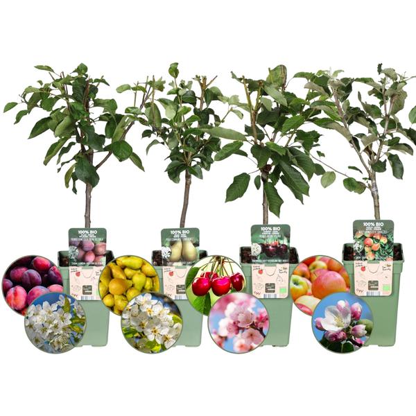 Biologische Fruitbomen set van 4 - Appel, Peer, Kers en Pruim - 4 x Ø 20 cm - ↨ 60 cm  BotanicBridge