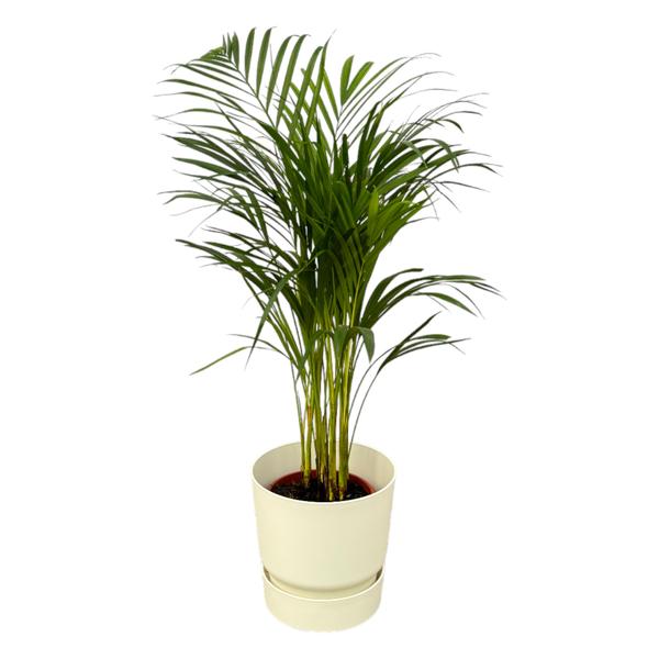 Areca palm - ↨85cm - Ø19cm inclusief elho Greenville Round wit D24xH23  BotanicBridge