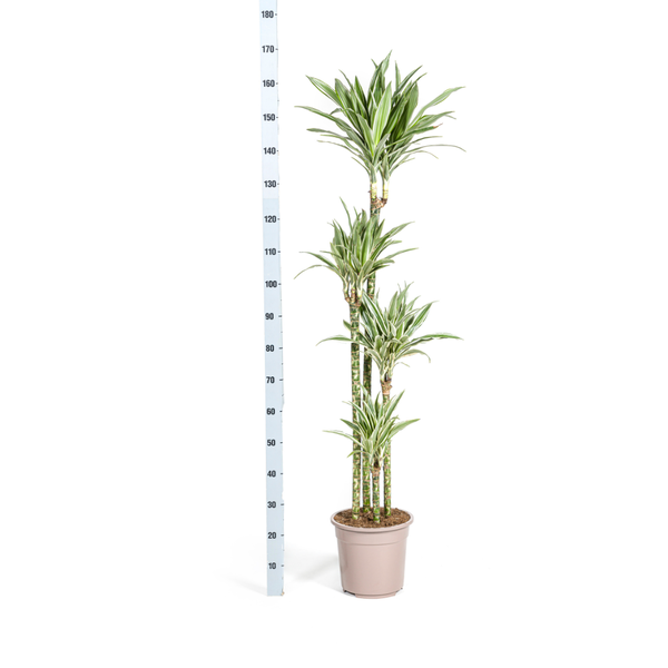 Dracaena Deremensis White Stripe Ø27cm - ↕180cm  BotanicBridge