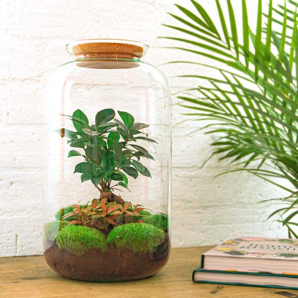 DIY terrarium - Sven Bonsai - ↕ 43 cm - Normal  BotanicBridge