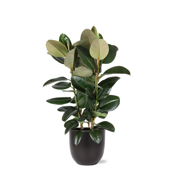 Ficus Elastica Robusta Ø27cm - ↕115cm in Boule ANTRACIET pot  BotanicBridge