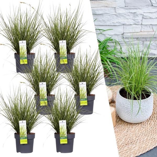 6 x Carex brunnea Variegata - Ø 14 cm - ↨ 25 cm  BotanicBridge