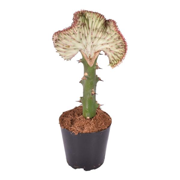 Euphorbia lactea Cristata rood - 30 cm - ø10,5  BotanicBridge