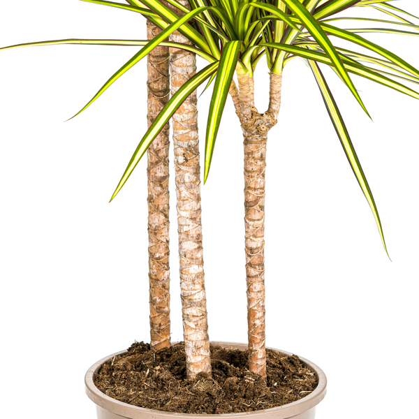 Dracaena Marginata Sunray Ø24cm - ↕140cm  BotanicBridge