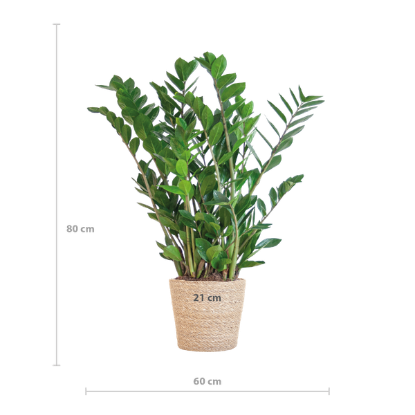 Zamioculcas Zamiifolia met Sofia mand naturel  - 80cm - Ø21  BotanicBridge