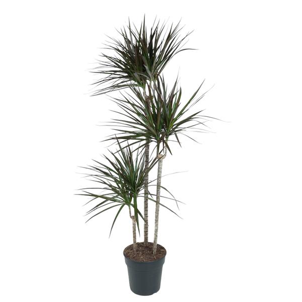 Dracaena Magenta - 150 cm - ø24  BotanicBridge