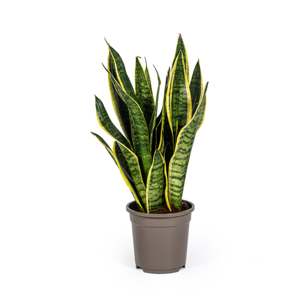 Sansevieria Trifasciata Futura Superba Ø17cm - ↕50-55cm  BotanicBridge