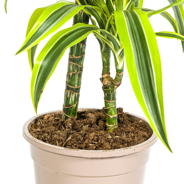 Dracaena Deremensis Lemon Lime Ø19cm - ↕80cm  BotanicBridge