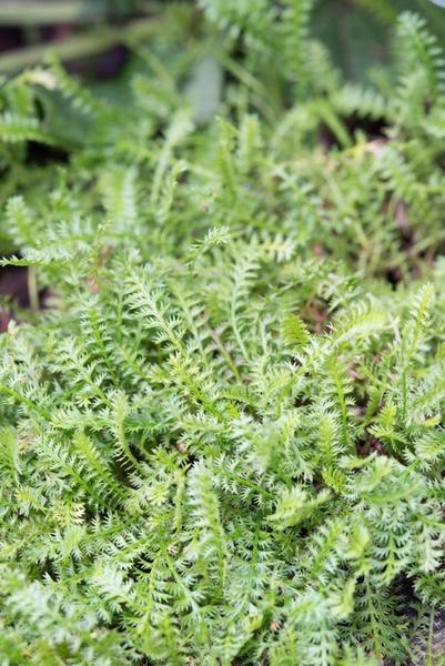 Leptinella squalida - ↕10-25cm - Ø9cm - 20x  BotanicBridge