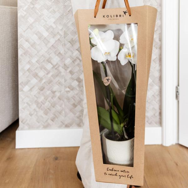 Kolibri Company I Cadeau tasje voor Orchidee met Sierpot 9cm  BotanicBridge