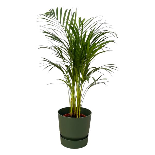 Areca palm - ↨85cm - Ø19cm inclusief elho Greenville Round groen D24xH23  BotanicBridge