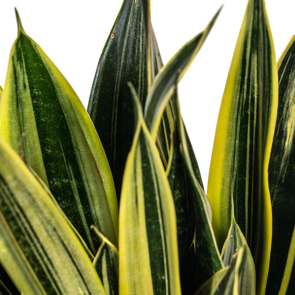 Sansevieria Trifasciata Canary Ø17cm - ↕50-55cm  BotanicBridge