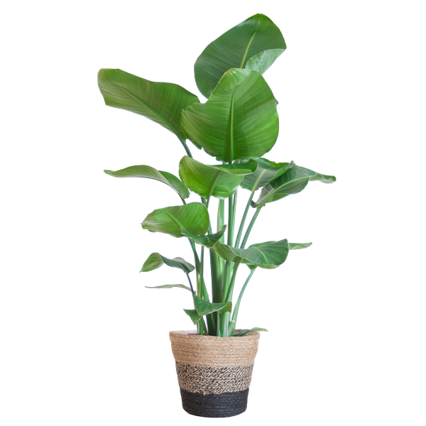 Strelitzia Nicolai met Lissabon mand zwart - 80cm - Ø19  BotanicBridge